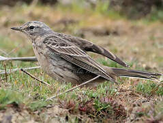 Water Pipit