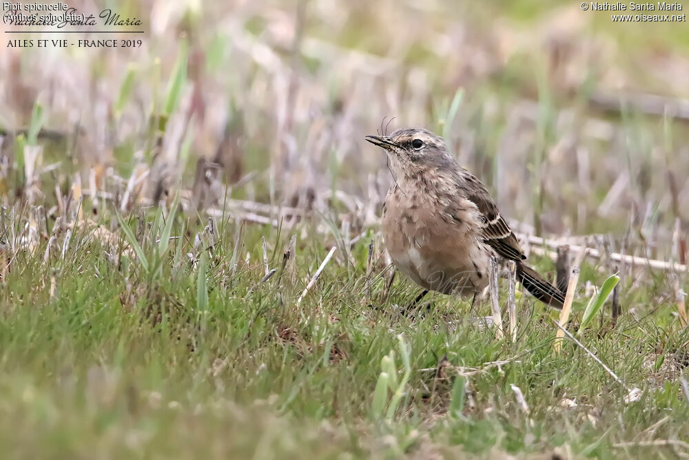 Pipit spioncelleadulte nuptial, identification, mange