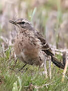 Water Pipit