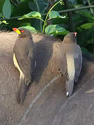 Yellow-billed Oxpecker