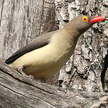 Piqueboeuf à bec rouge