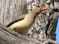 Red-billed Oxpecker