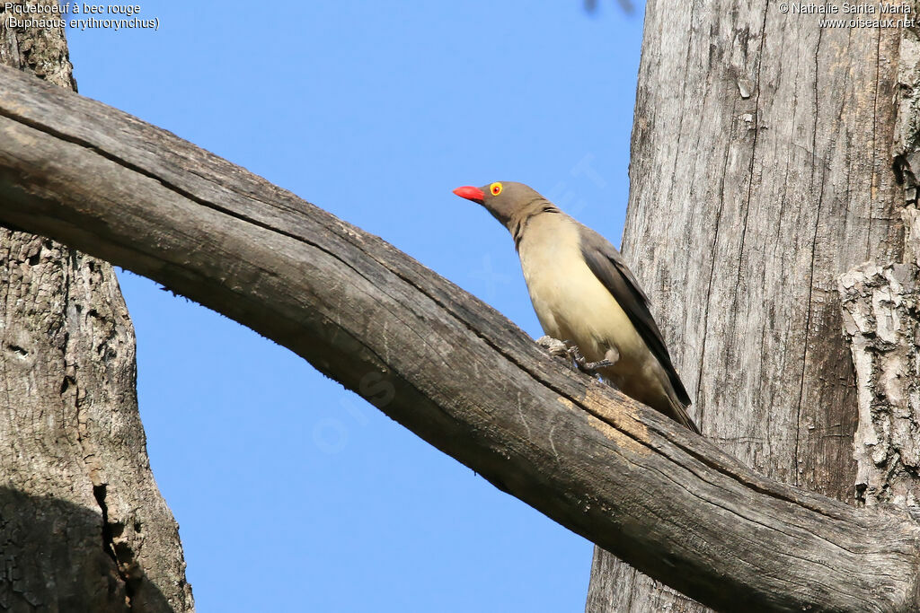 Red-billed Oxpeckeradult, identification, habitat, Behaviour