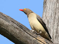 Red-billed Oxpecker