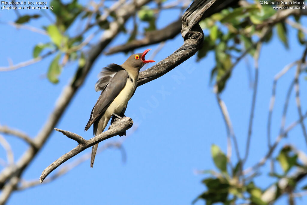 Red-billed Oxpeckeradult, identification, habitat, song