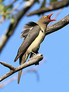 Red-billed Oxpecker