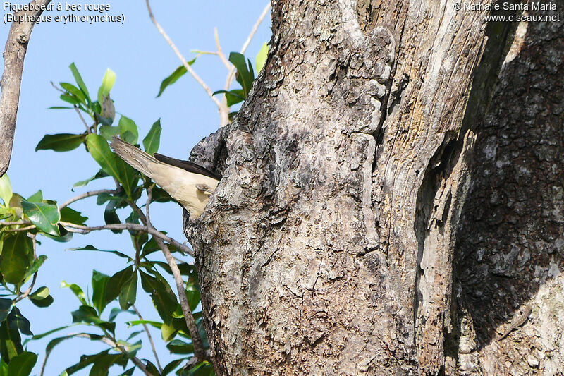Red-billed Oxpeckeradult, habitat, Reproduction-nesting