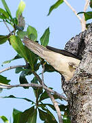 Red-billed Oxpecker