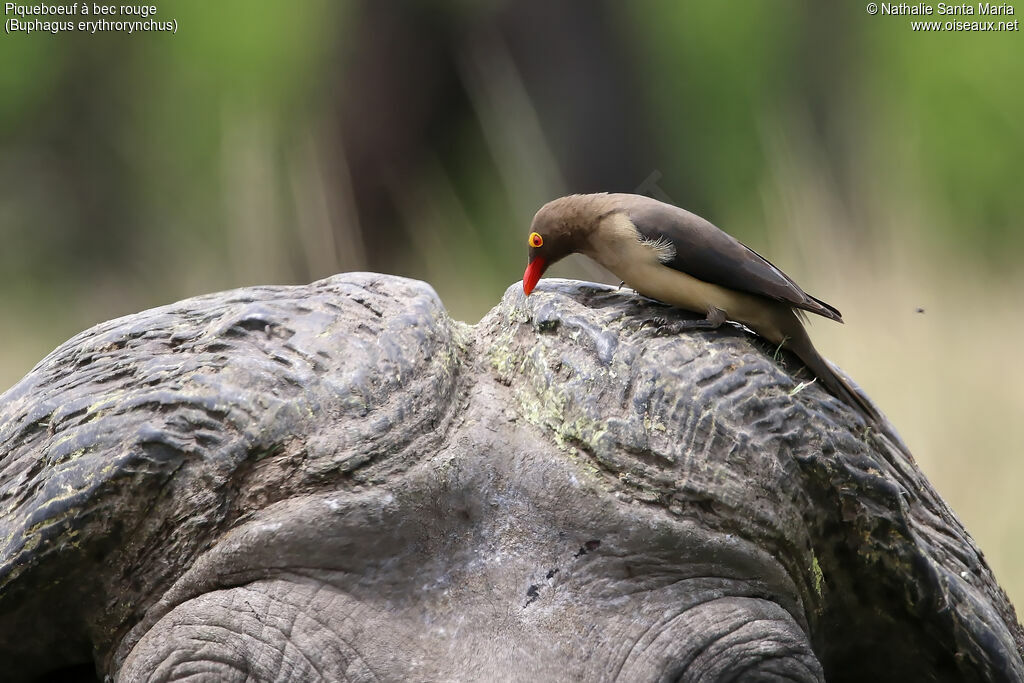 Red-billed Oxpeckeradult, identification, clues, Behaviour