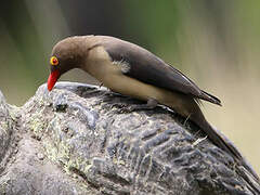 Red-billed Oxpecker