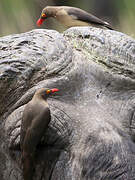 Red-billed Oxpecker