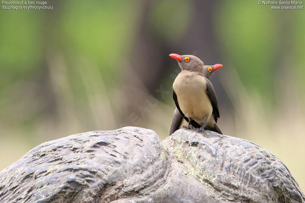 Red-billed Oxpeckeradult, identification, habitat, Behaviour