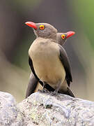 Red-billed Oxpecker