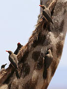 Red-billed Oxpecker