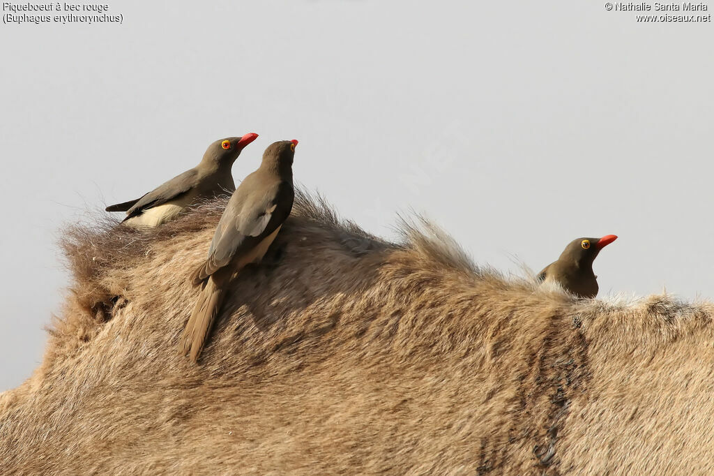 Red-billed Oxpeckeradult, identification