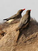 Red-billed Oxpecker