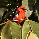 Piranga bifascié