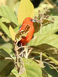 Piranga bifascié