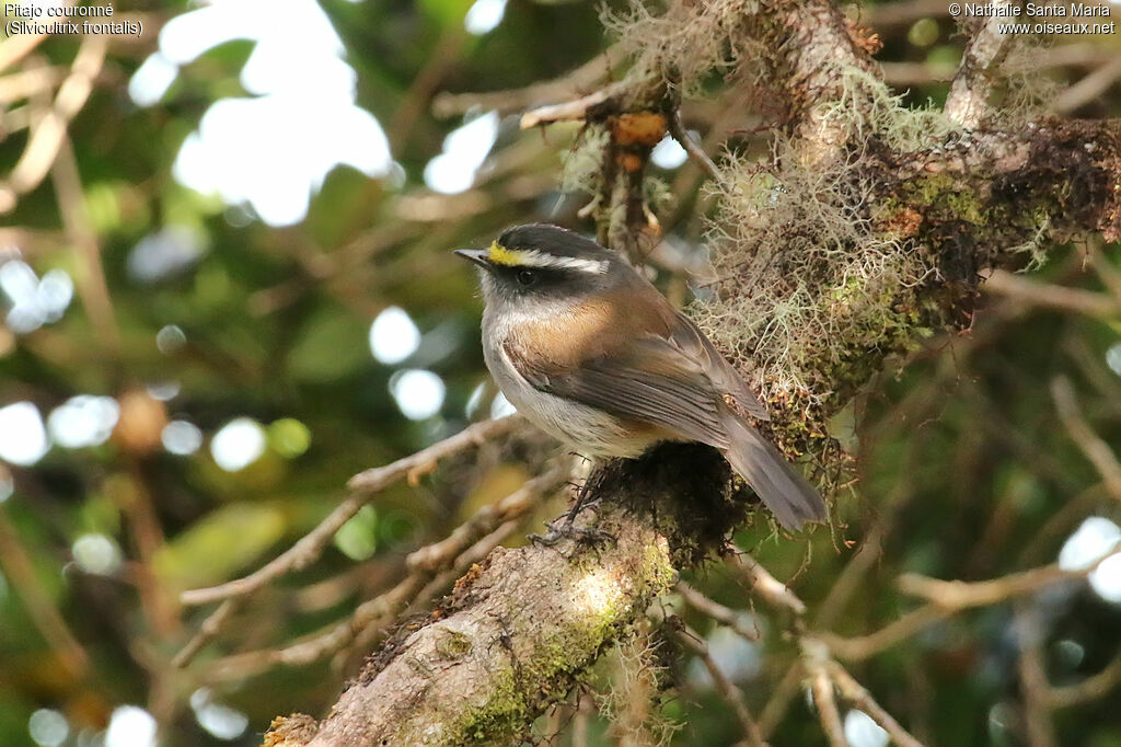 Crowned Chat-Tyrantadult, identification