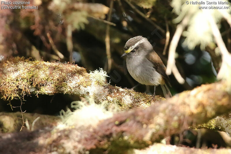 Crowned Chat-Tyrantadult, identification