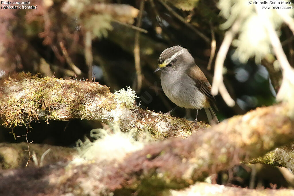 Pitajo couronnéadulte, identification