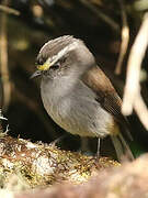 Crowned Chat-Tyrant