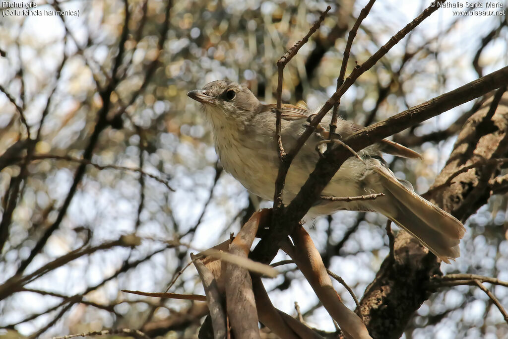 Grey Shrikethrushimmature, identification