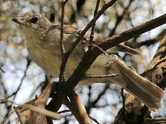 Grey Shrikethrush