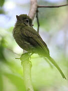 Eye-ringed Flatbill