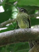 Eye-ringed Flatbill