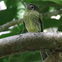 Platyrhynque à bec court