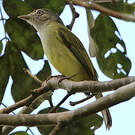 Platyrhynque jaune-olive