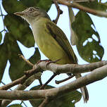 Platyrhynque jaune-olive