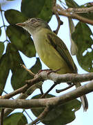 Yellow-olive Flatbill