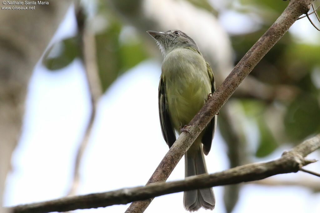 Yellow-olive Flatbilladult, identification