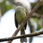 Platyrhynque jaune-olive