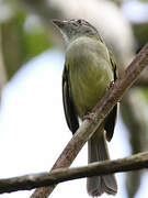 Yellow-olive Flatbill