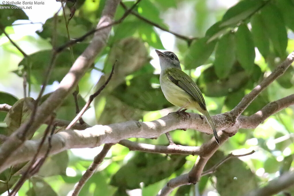 Yellow-olive Flatbilladult, identification