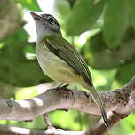 Platyrhynque jaune-olive