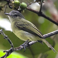 Platyrhynque poliocéphale