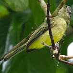 Platyrhynque poliocéphale