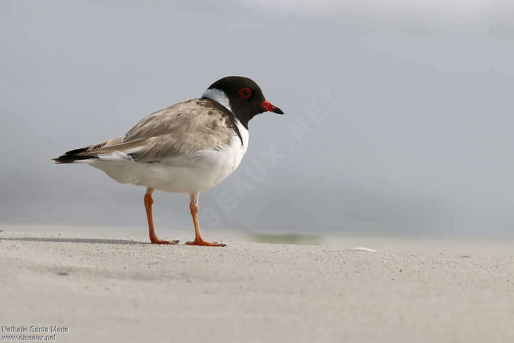 Hooded Dottereladult, identification