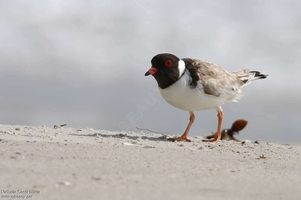 Hooded Dottereladult, Behaviour