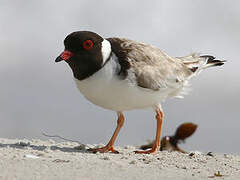 Hooded Dotterel