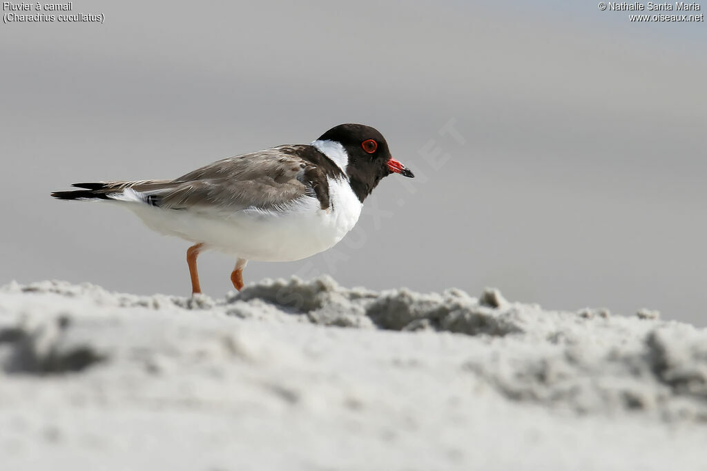 Hooded Dottereladult, identification