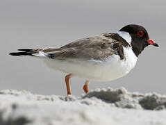 Hooded Plover