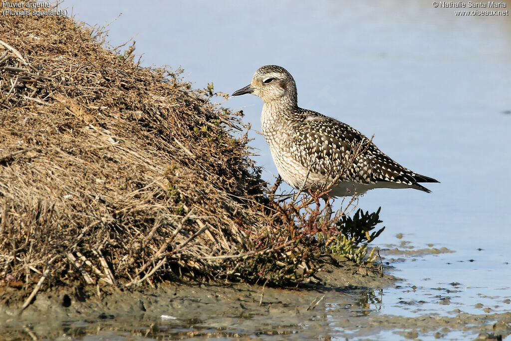 Pluvier argentéadulte internuptial, identification, Comportement