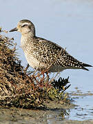 Grey Plover