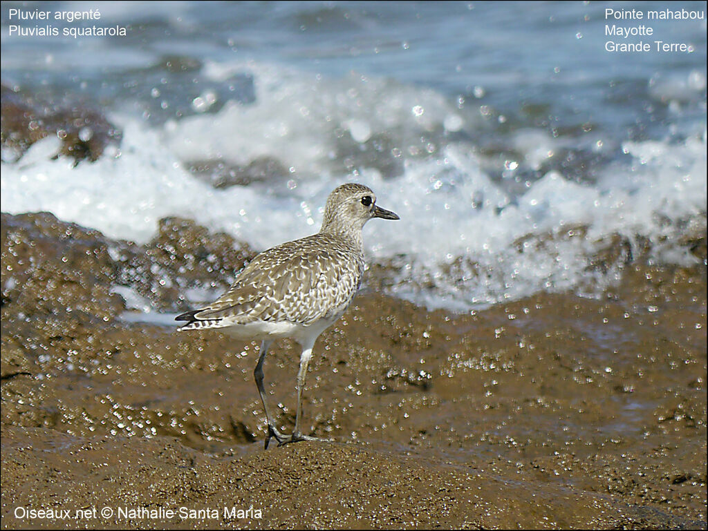 Grey Ploveradult post breeding, identification, habitat, walking, Behaviour