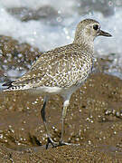 Grey Plover